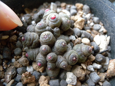 Mammillaria bocasana "Fred"