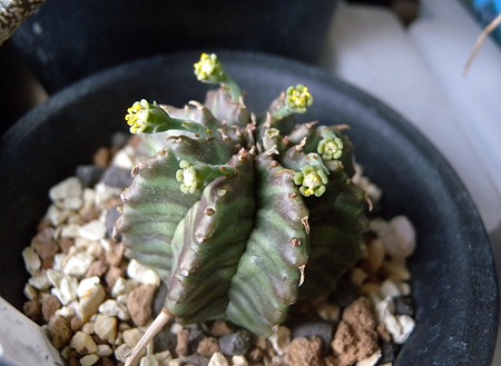 Euphorbia valida cv.