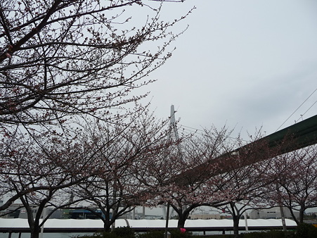 100331-天保山公園 (15)
