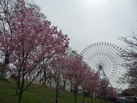 100331-天保山公園 (25)