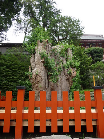 100615-八幡さま (12)