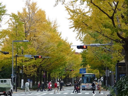 101119-紅葉 山下公園通り (22)