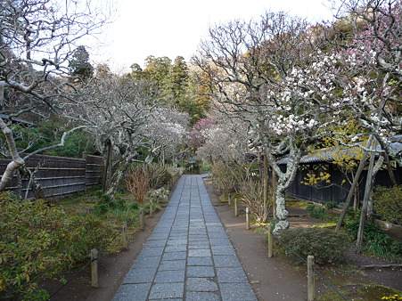 110225-東慶寺 (12)