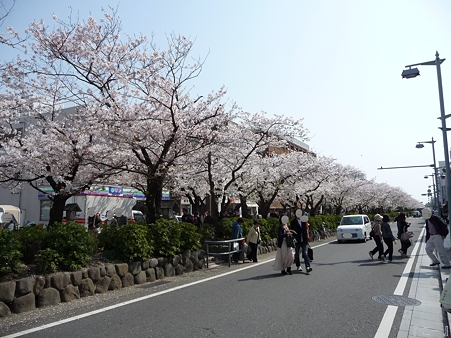 110411-鎌倉 段葛 (19)