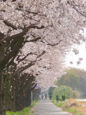 110411-海軍道路 (46)