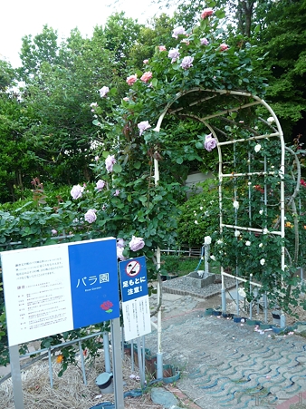 110519-文学館バラ園