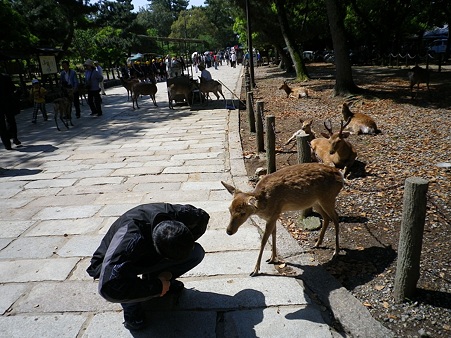 20100508奈良公園鹿と戯れる