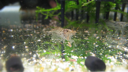 ebi