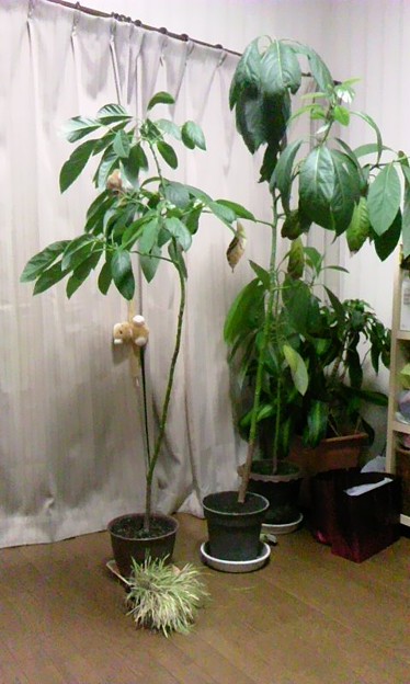 アボカドの種を植えたら木が 写真共有サイト フォト蔵