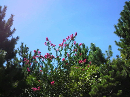 空と花