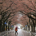 蕾膨らむ桜並木道