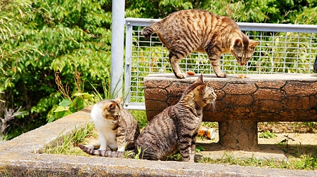 ドライブで出会った猫たち (8)