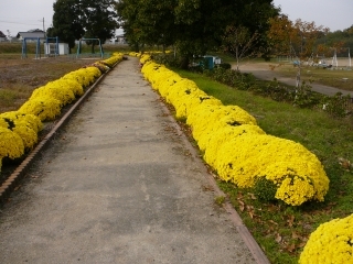 花の道