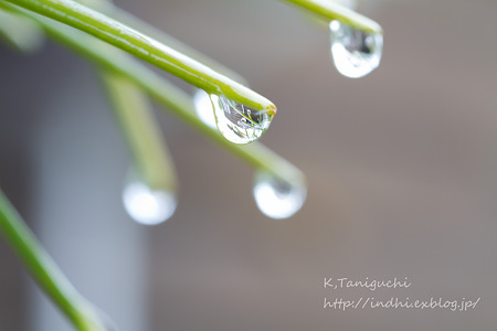 水滴 DOS7D SP AF90mm F/2.8 Di MACRO 1:1 (Model272E)