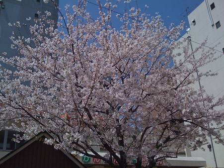 桜。