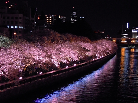 夜桜2010_01