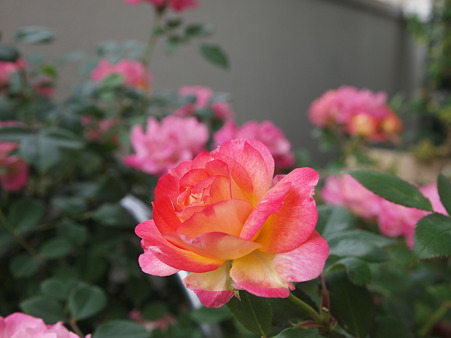 20100504_88