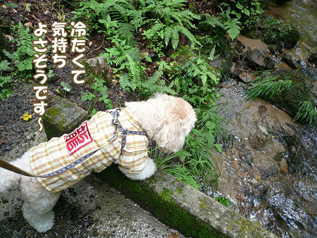 岩手 不動の滝 10