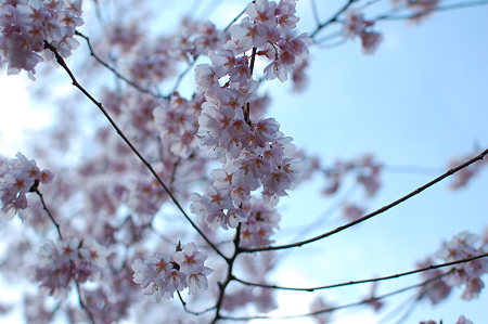 桜