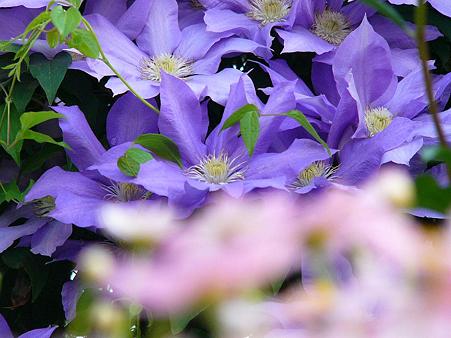 お花