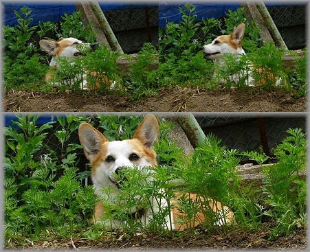 ナナ