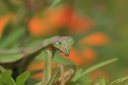 2011.11.09　和泉川　キバナコスモスにカマキリ