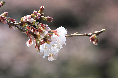 2010.03.30　小田原城　さくら-2