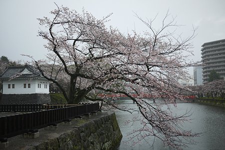 2010.04.01　雨の小田原城