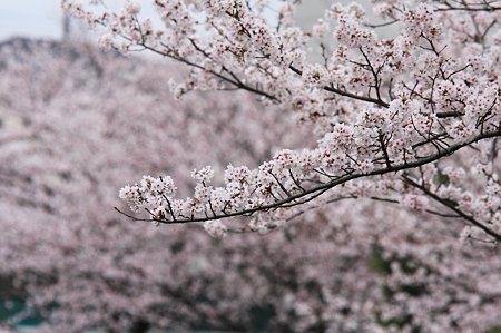 2010.04.04　和泉川　さくら
