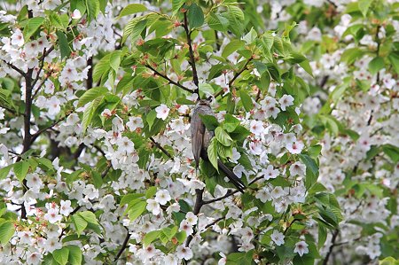 2010.04.24　和泉川　葉桜にヒヨドリ