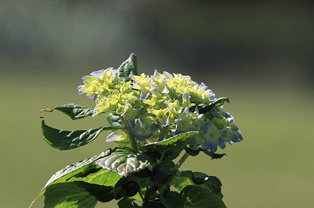 2010.05.21　和泉川　紫陽花