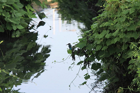 2010.08.26 和泉川 カワセミの居る風景