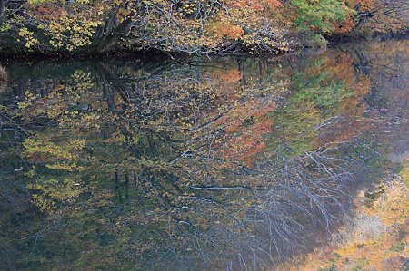 2010.10.28 蔦温泉 蔦沼 沼面へ紅葉
