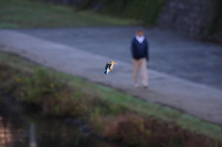 2010.11.02 和泉川 カワセミ 空中静止の術