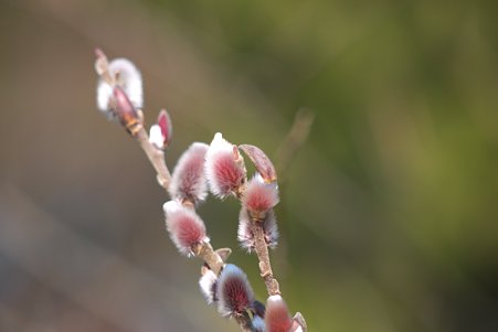 2011.02.22　大池公園　ピンクネコヤナギ
