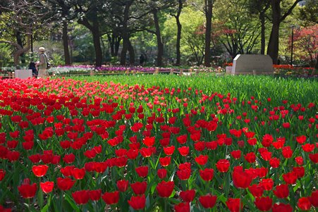 2011.04.15　横浜公園　チューリップまつり-11