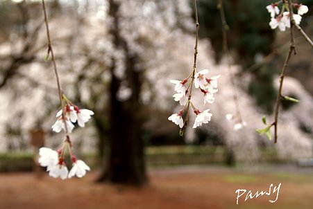 しだれ桜・・3 京都御苑 2010