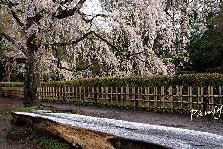 名残り雪の残るベンチと・・ しだれ桜・・7 京都御苑 2010