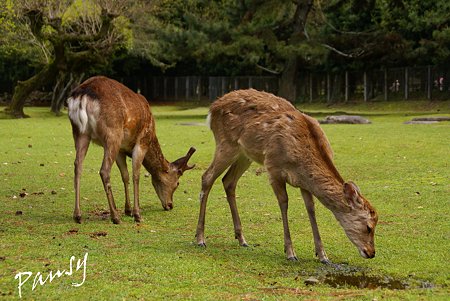 奈良公園の鹿たち・・2