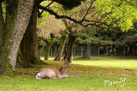 鹿のいる風景・・