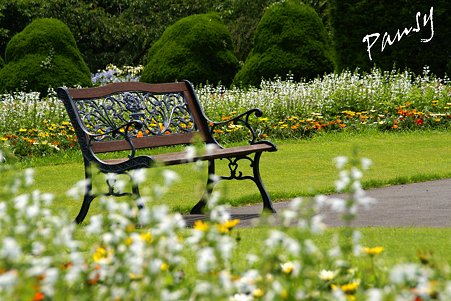 花に囲まれたベンチ・・