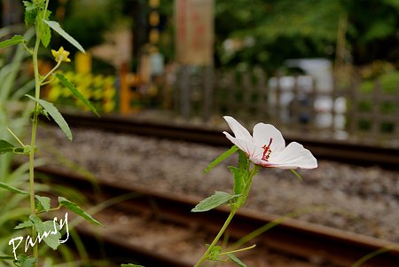 高砂芙蓉咲く・・線路 北鎌倉