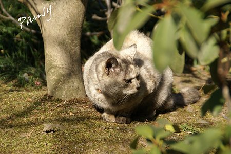 gray の猫・・浄妙寺4
