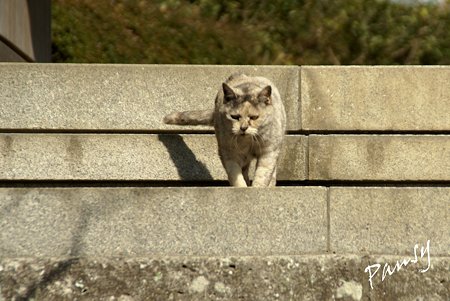 gray の猫・・浄妙寺5