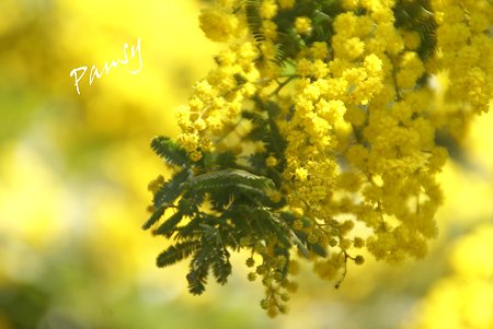 yellow in yellow..