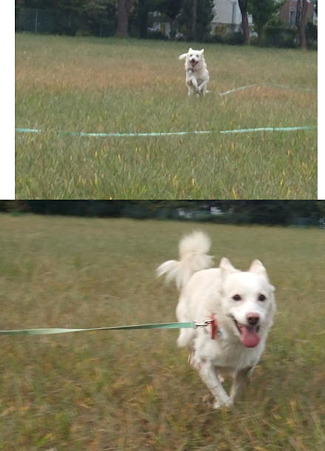 全速力で走ってくる