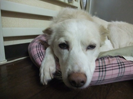洋犬でも和犬でもどっちゃでもいい・・・