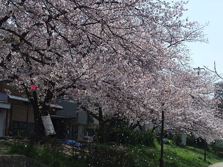 桜散る様子、綺麗やなぁ
