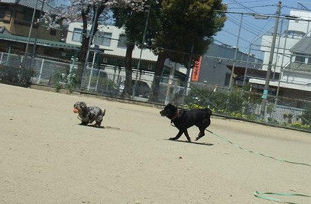銀、春と走る!