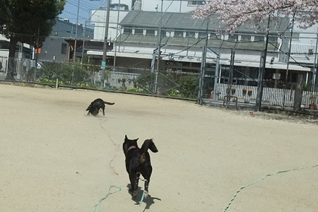 またまたボール追い掛け走る